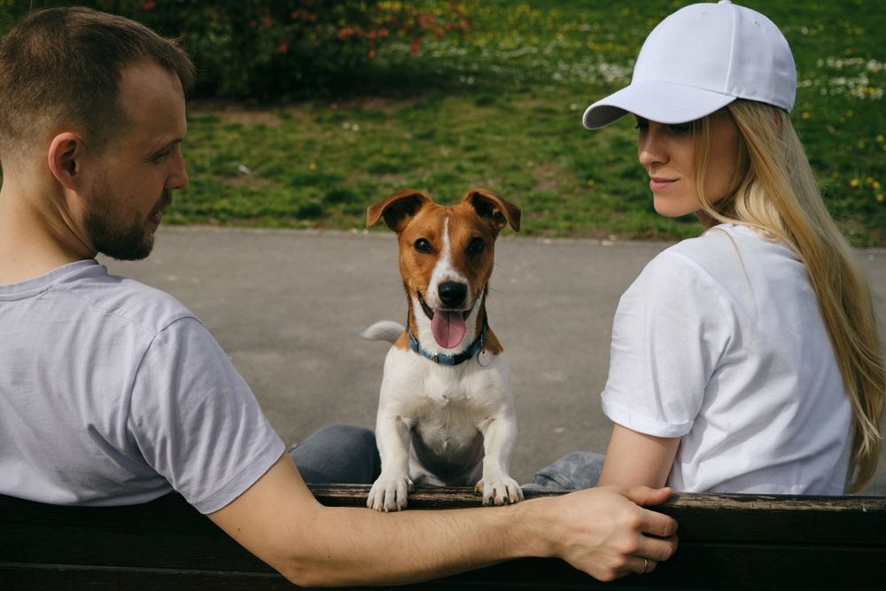 Young Caucasian couple is sitting on wooden bench with a jack Russell terrier puppy and enjoying a peaceful walk on spring sunny day, rear view. People with a dog in Kalemegdan Park in Belgrade