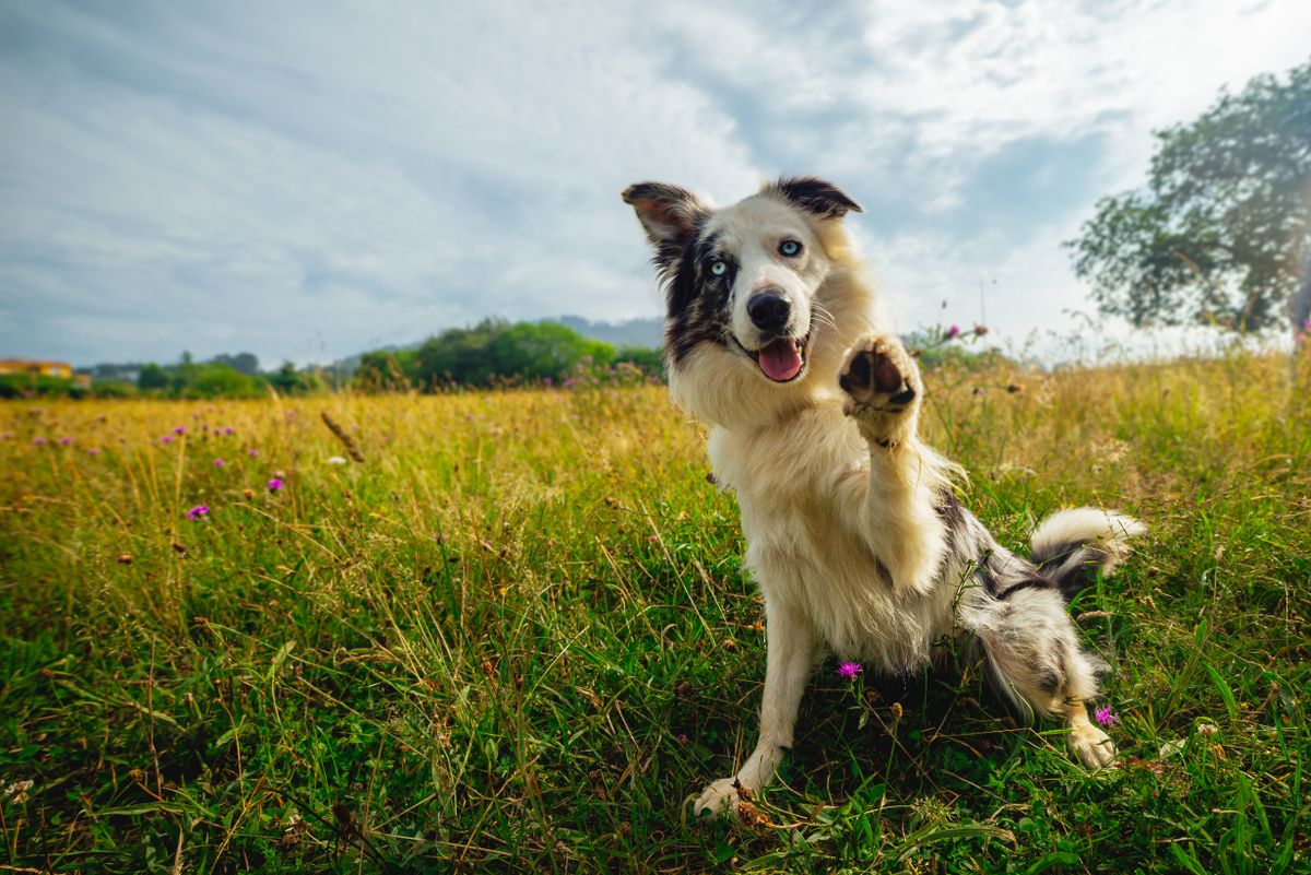 A border collie fajta az egyik legokosabb a kutyák között. 