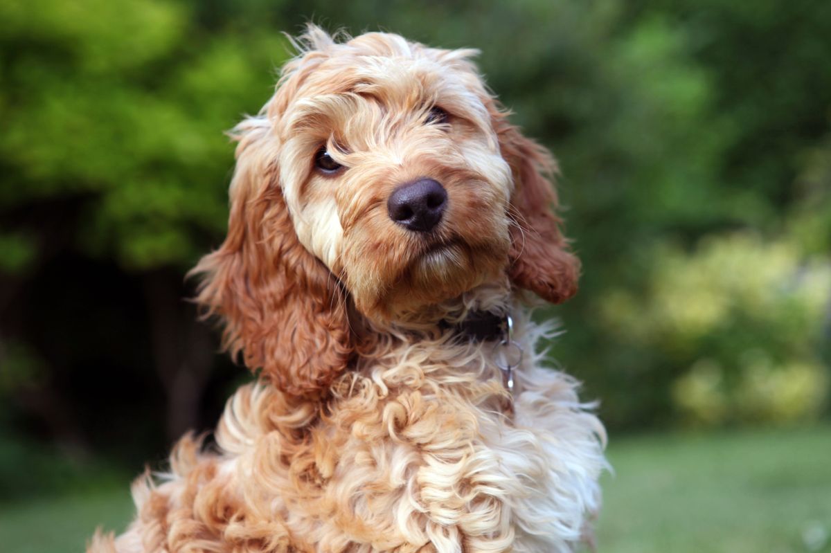 Cockapoo puppy enjoying sunshine in garden