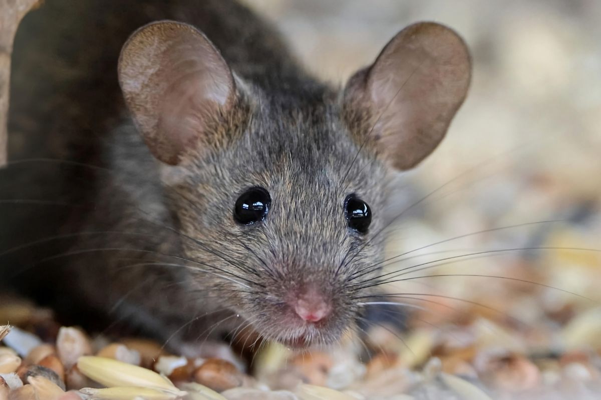 Talán egér vagy? Milyen állati ösztönökkel rendelkeznek a csillagjegyek.