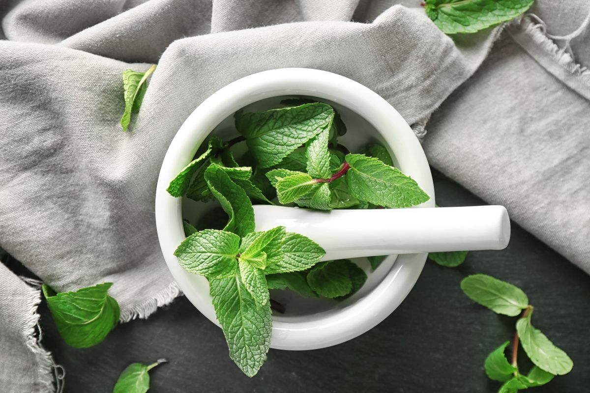 A citromfüvet fogyaszthatod teában, sütiben vagy limonádéban is.