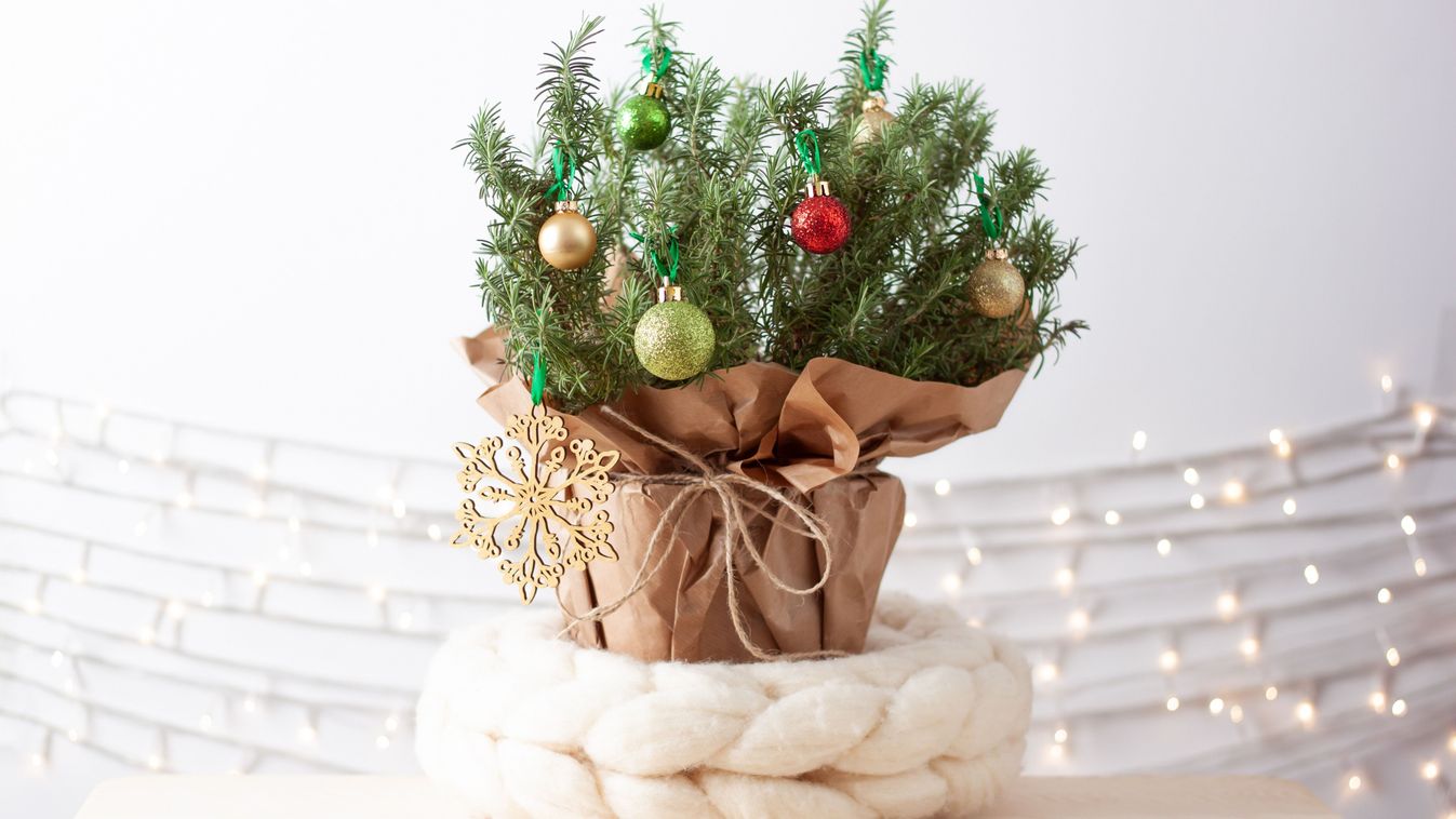 Karácsonyfa helyett feldíszített szobanövény, például egy rozmaringfa