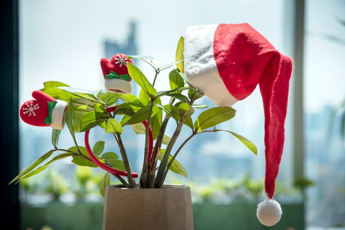 Szuper ötletek karácsonyfa helyett: például egy szobanövény