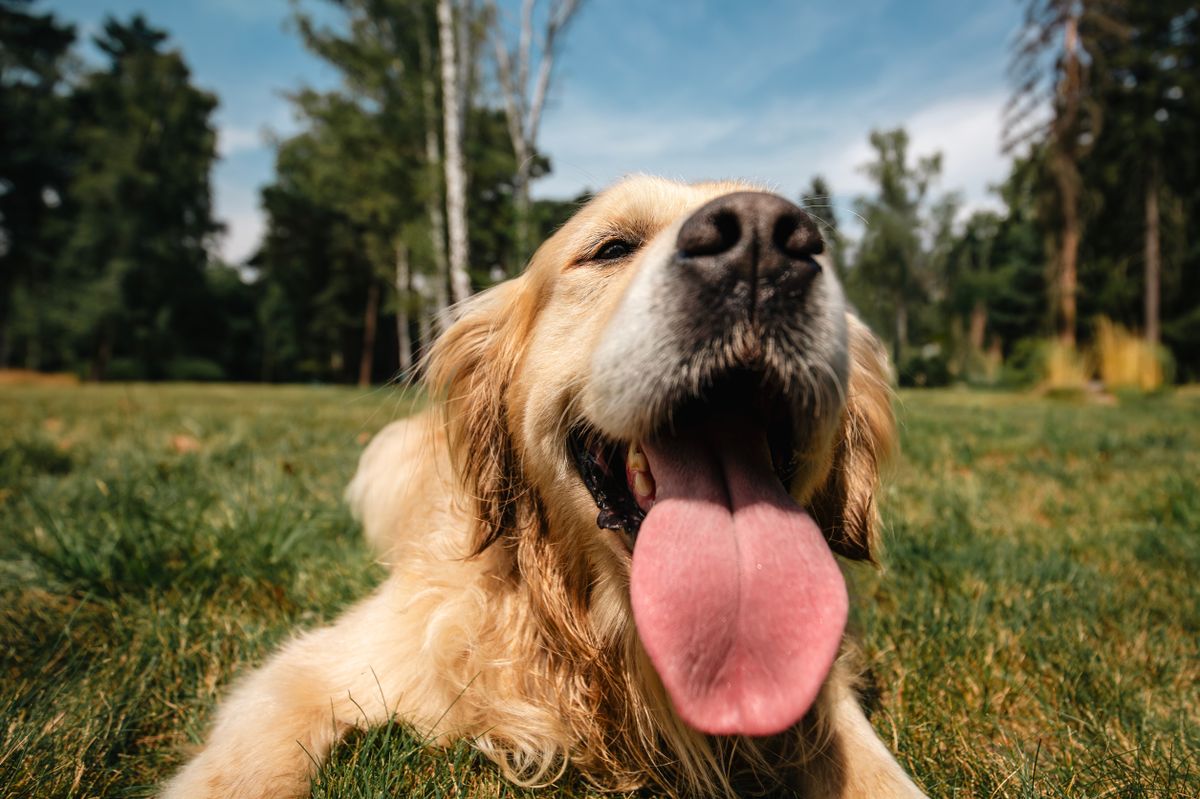 Portrait of cute dog with tongue out. Funny portrait of golden retriever on summer meadow.