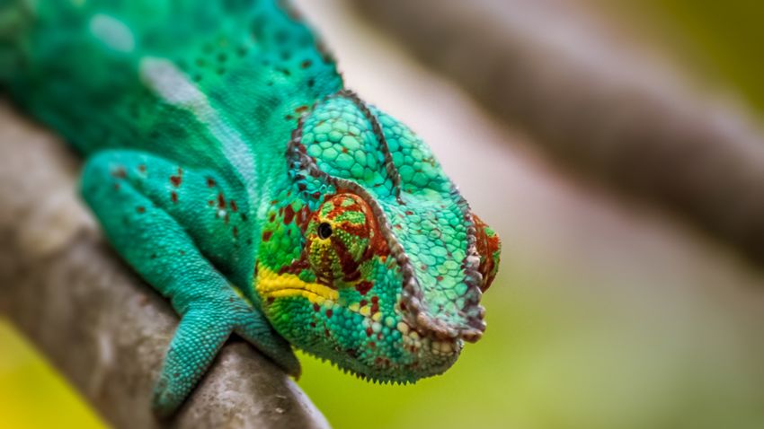 Kvíz kérdést ábrázoló kép.