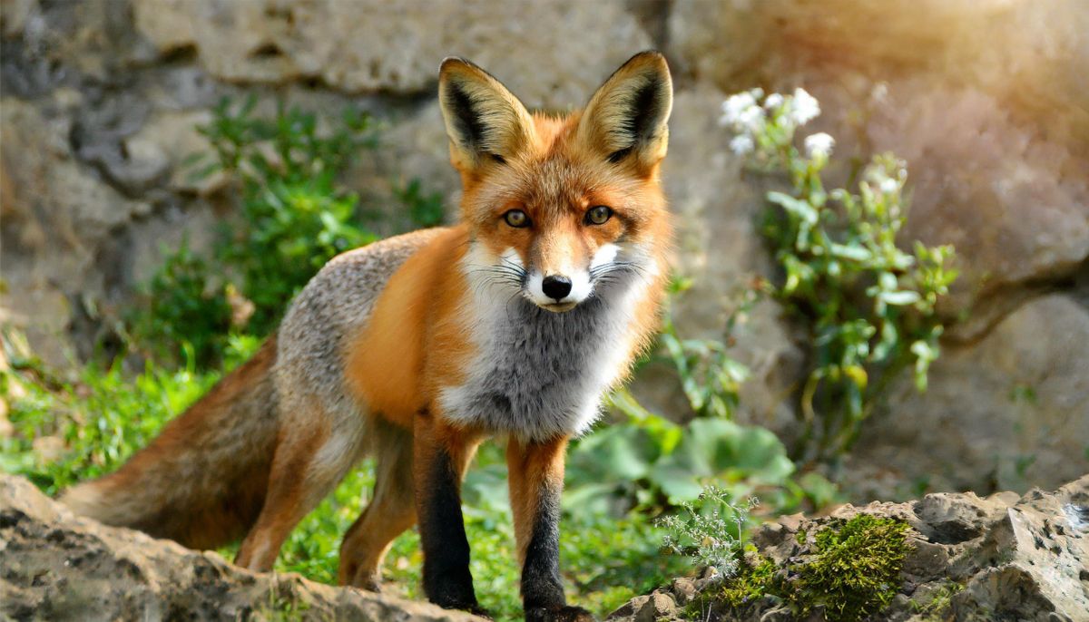 red fox standing on a moss-covered rock. The fox is alert and has its ears perked up, possibly listening for prey.