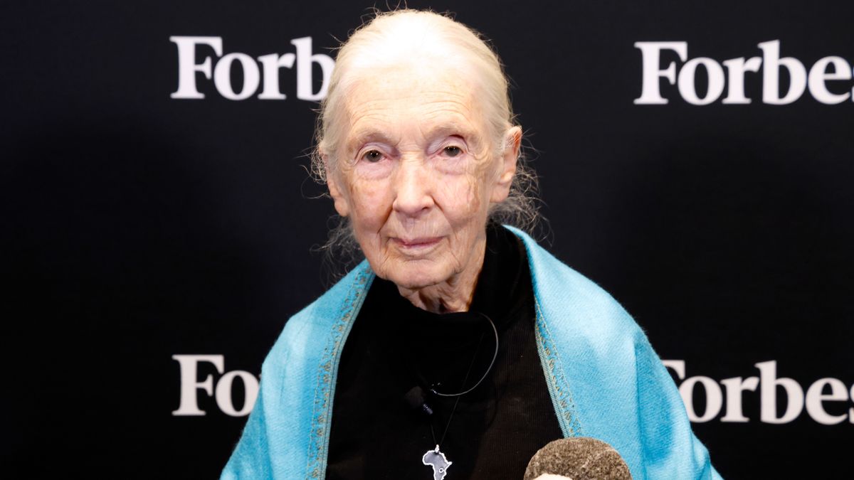 NEW YORK, NEW YORK - SEPTEMBER 22: Dr. Jane Goodall, DBE, Founder, The Jane Goodall Institute and UN Messenger of Peace attends the 2025 Forbes Sustainability Summit at Forbes on Fifth on September 22, 2025 in New York City. (Photo by Taylor Hill/Getty Images)