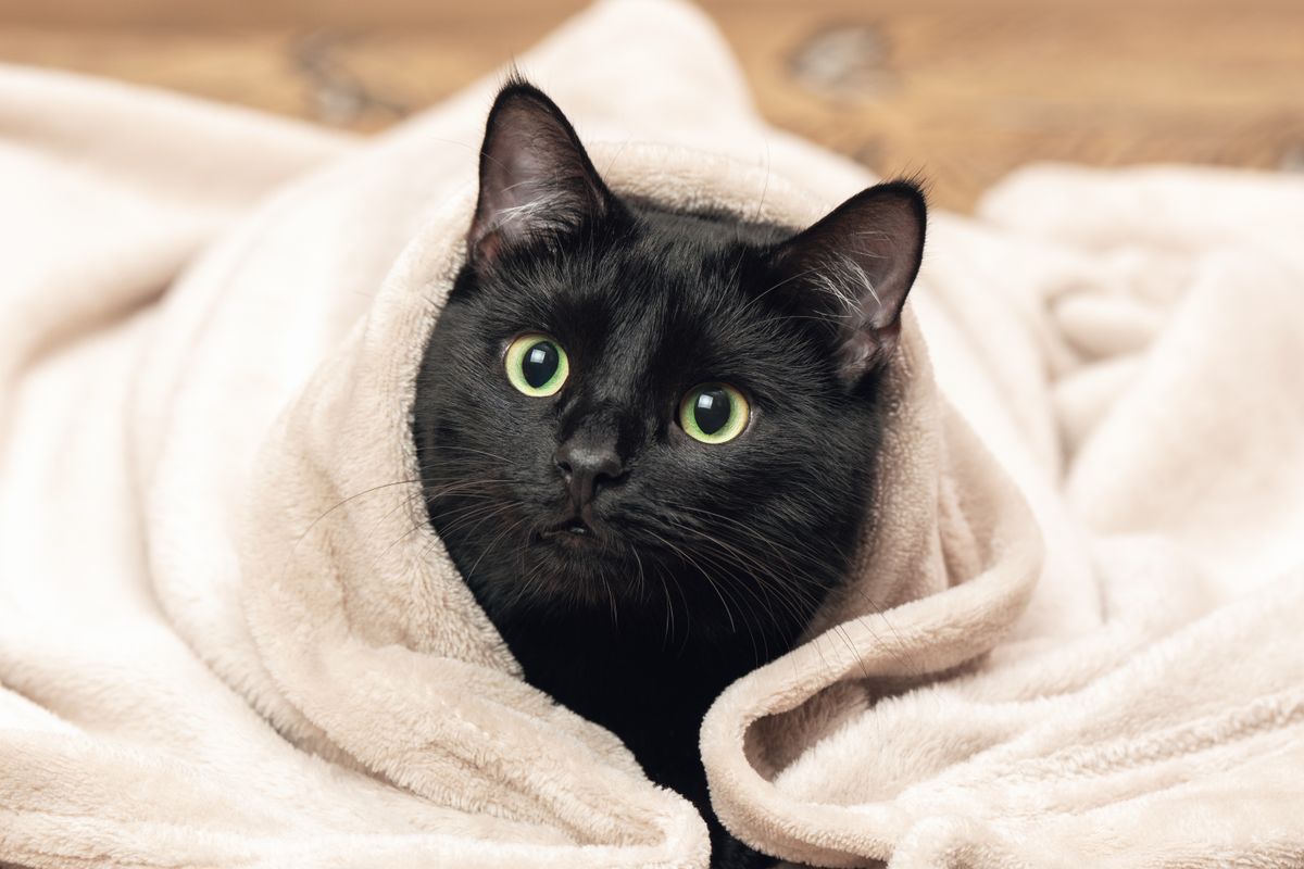 Portrait of a black cat peeking out from under a blanket during a cold snap.