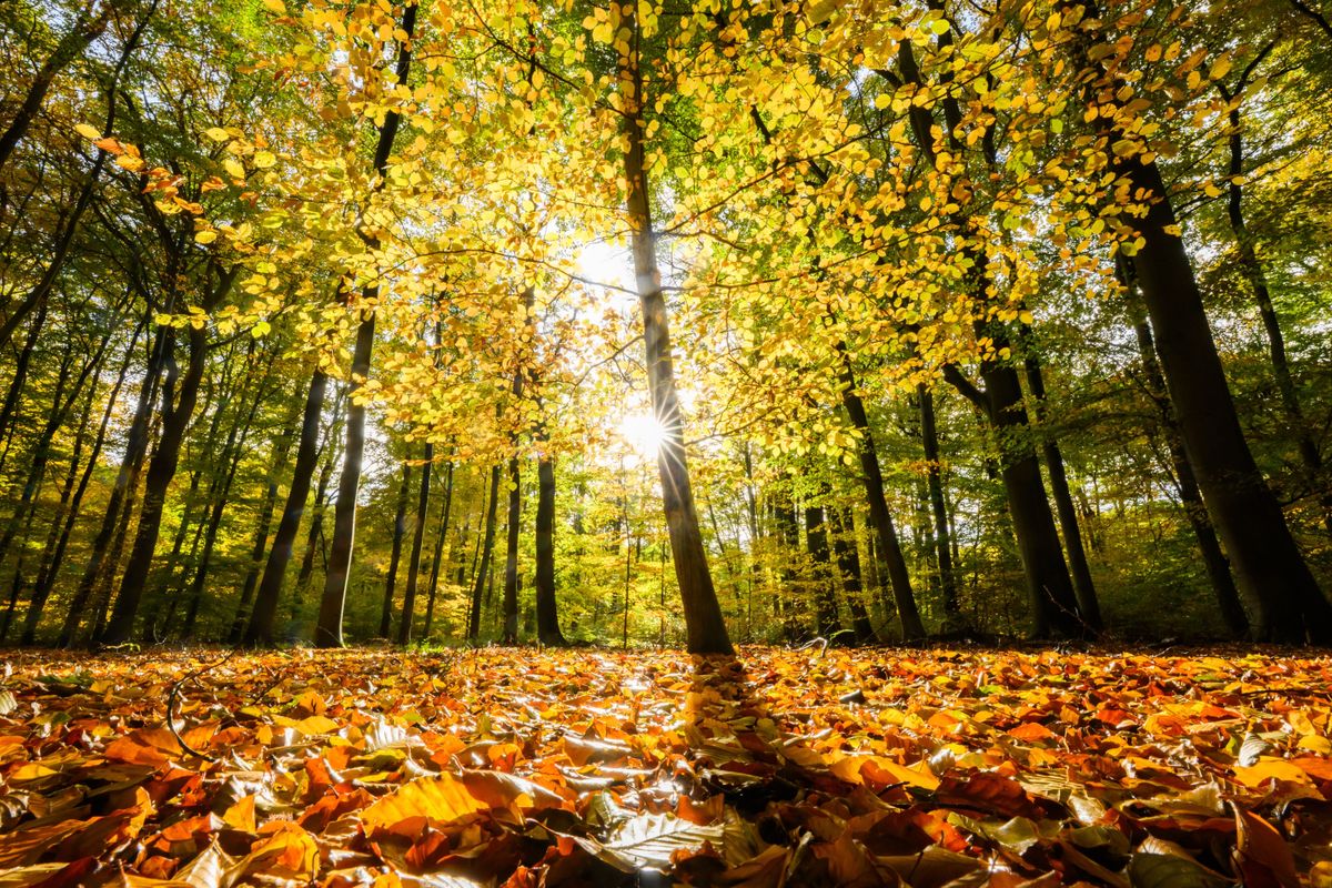 E tűpontos személyiségteszt megadja a végső választ - képzeld magad ebbe az erdőbe