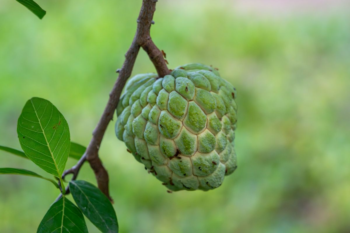A csirimojóban sok a B6-vitamin