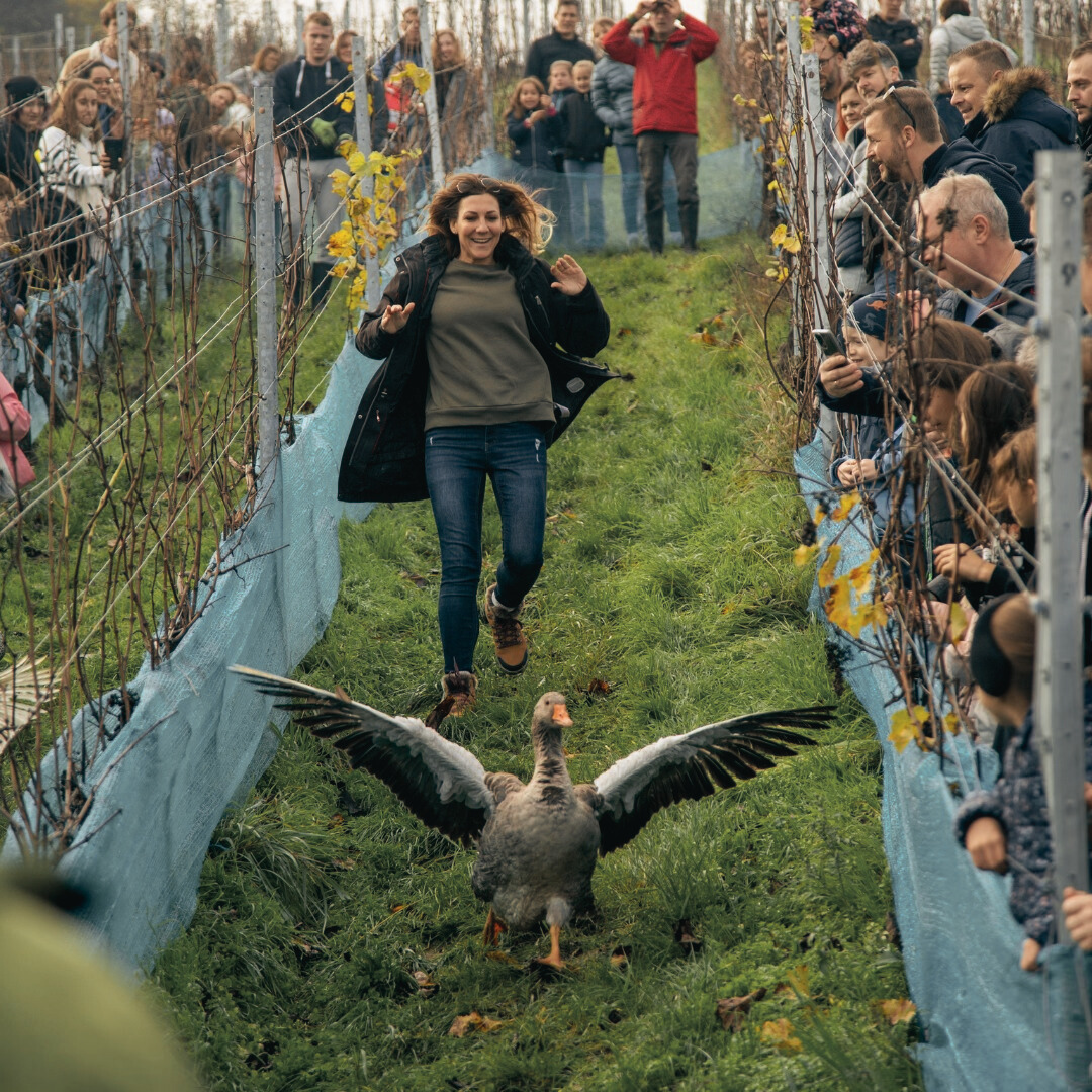 Márton-napi programok sorával vár a Rókusfalvy Etyek