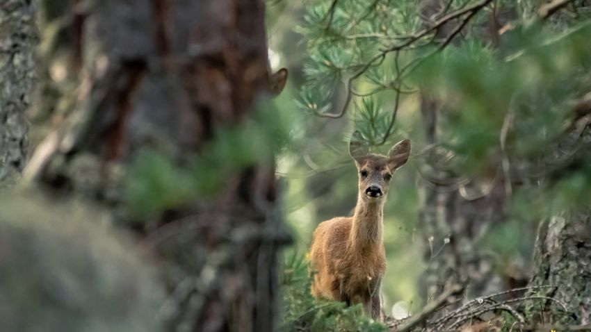 Kvíz kérdést ábrázoló kép.