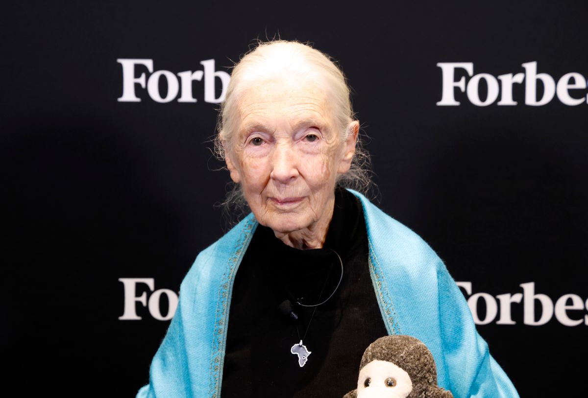 NEW YORK, NEW YORK - SEPTEMBER 22: Dr. Jane Goodall, DBE, Founder, The Jane Goodall Institute and UN Messenger of Peace attends the 2025 Forbes Sustainability Summit at Forbes on Fifth on September 22, 2025 in New York City. (Photo by Taylor Hill/Getty Images)