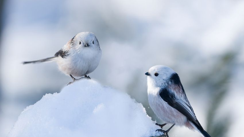 Kvíz kérdést ábrázoló kép.