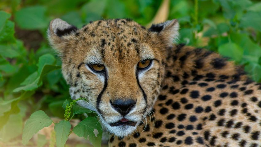 Kvíz kérdést ábrázoló kép.