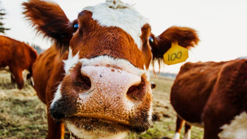 Kvíz kérdést ábrázoló kép.