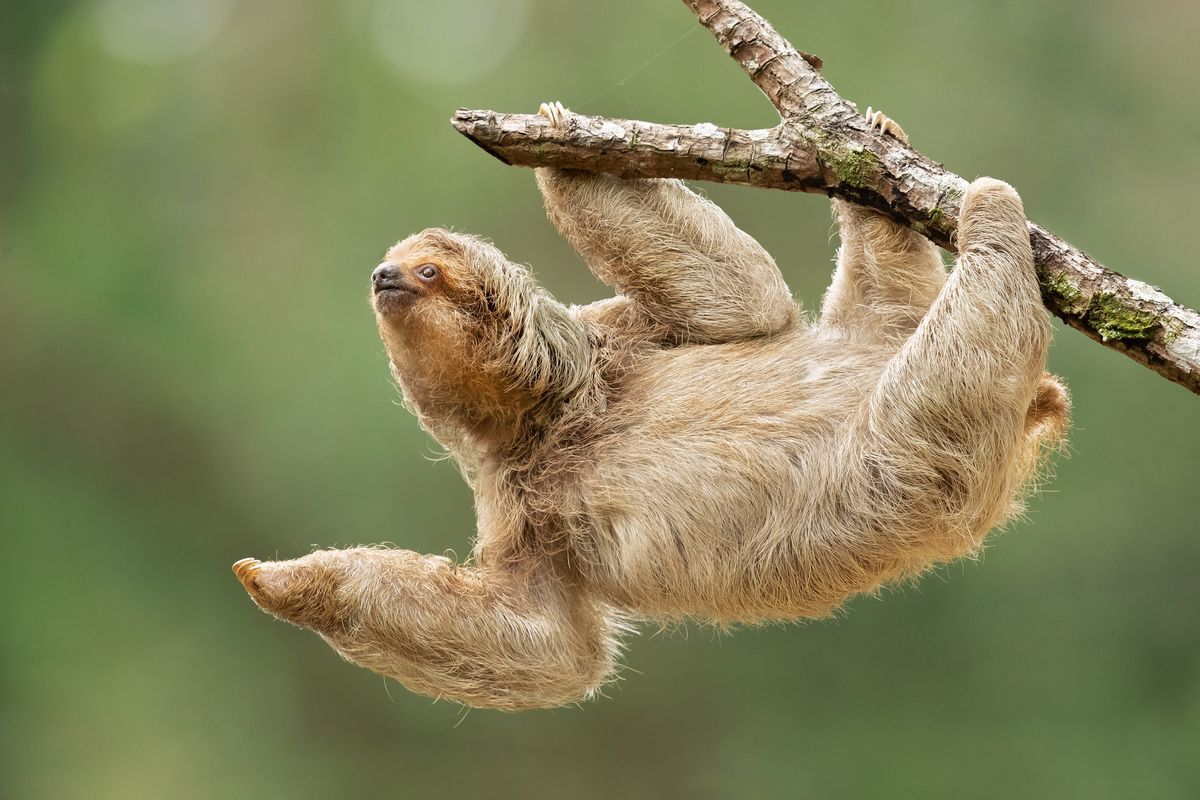 Lajhárpózt nem csak a lajhárok tudnak felvenni