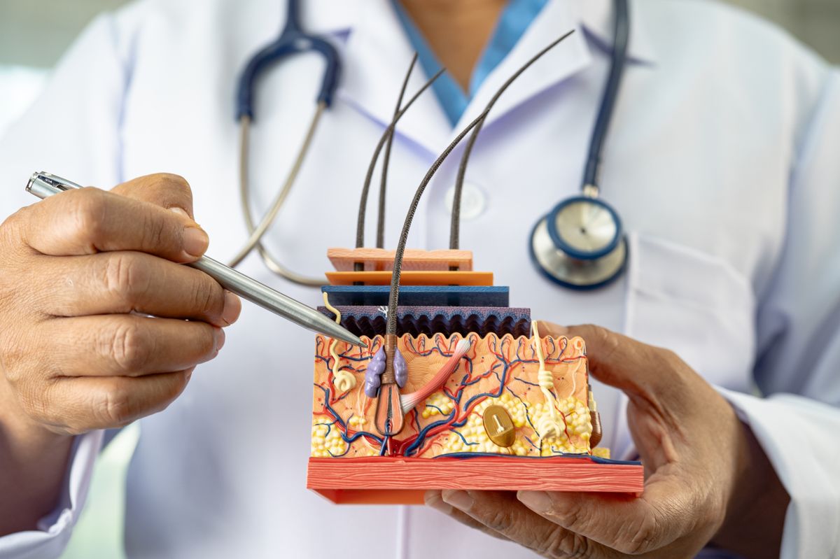 hajszerkezet -  hajhagymák aktiválása