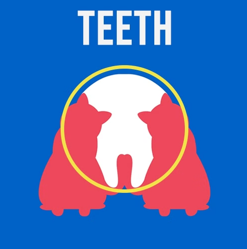 Személyiségteszt: két macska, egy kutya és egy fog. 