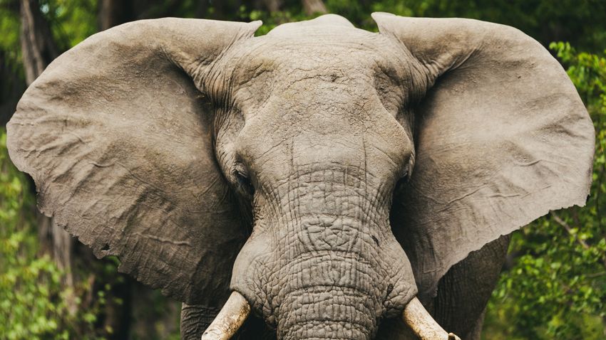 Kvíz kérdést ábrázoló kép.