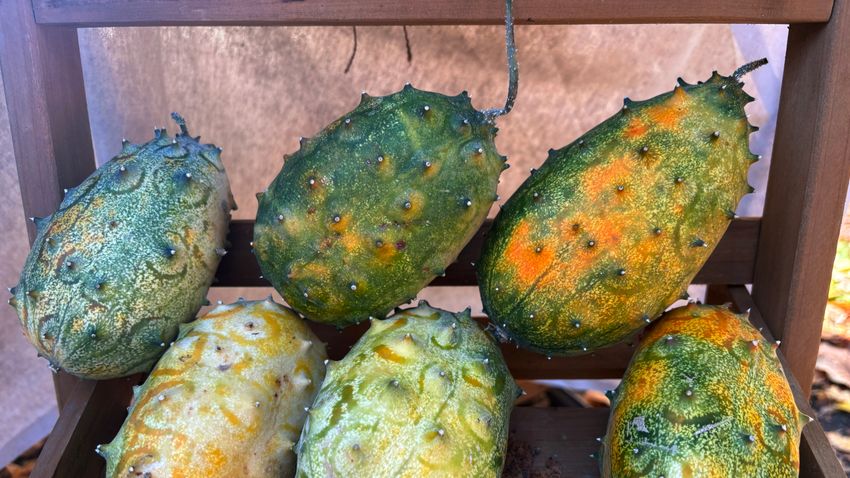 Kvíz kérdést ábrázoló kép.