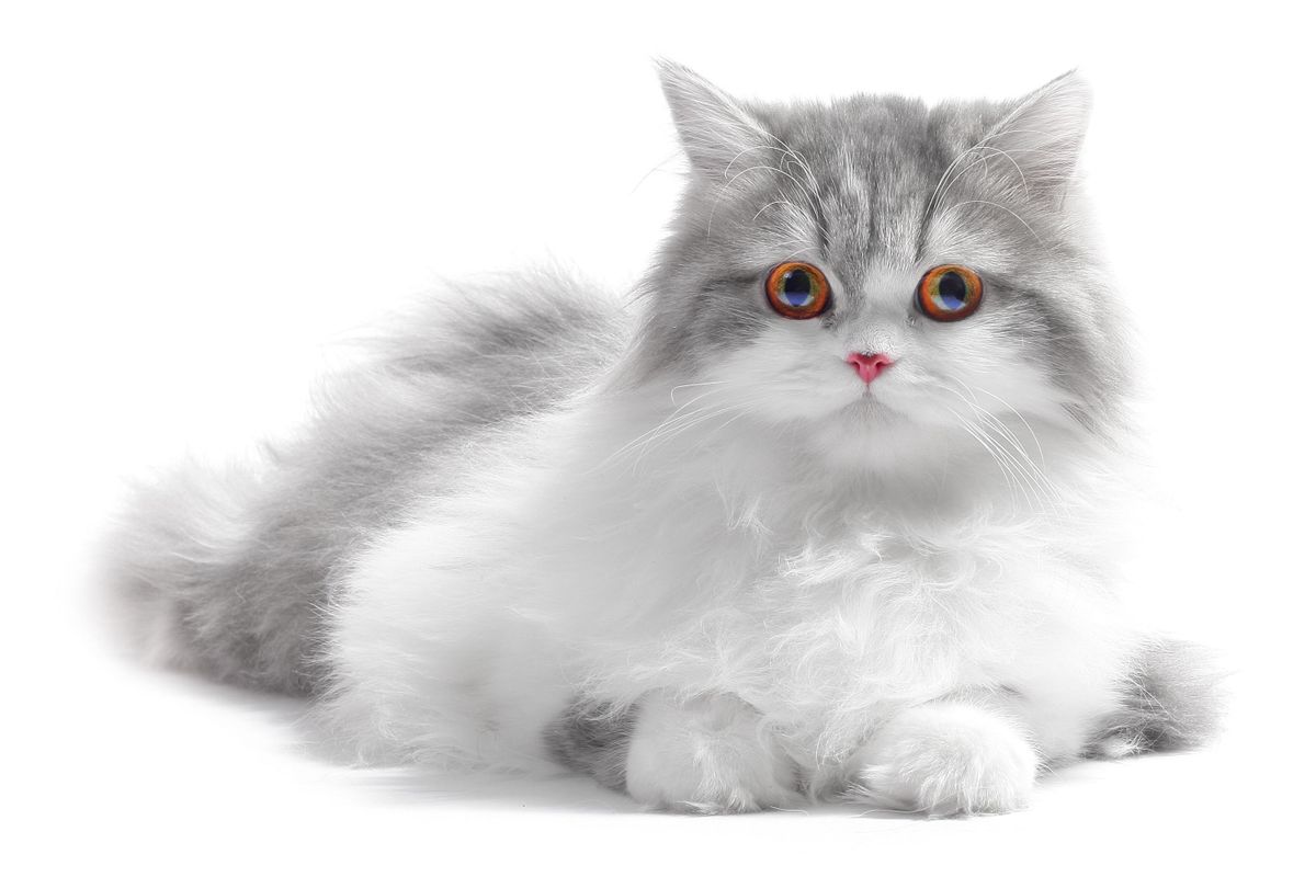 A macska viselkedése beszédesebb, mint gondolnád.