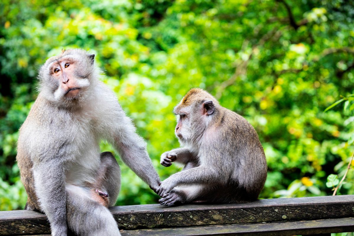 Két majom párosodás előtt