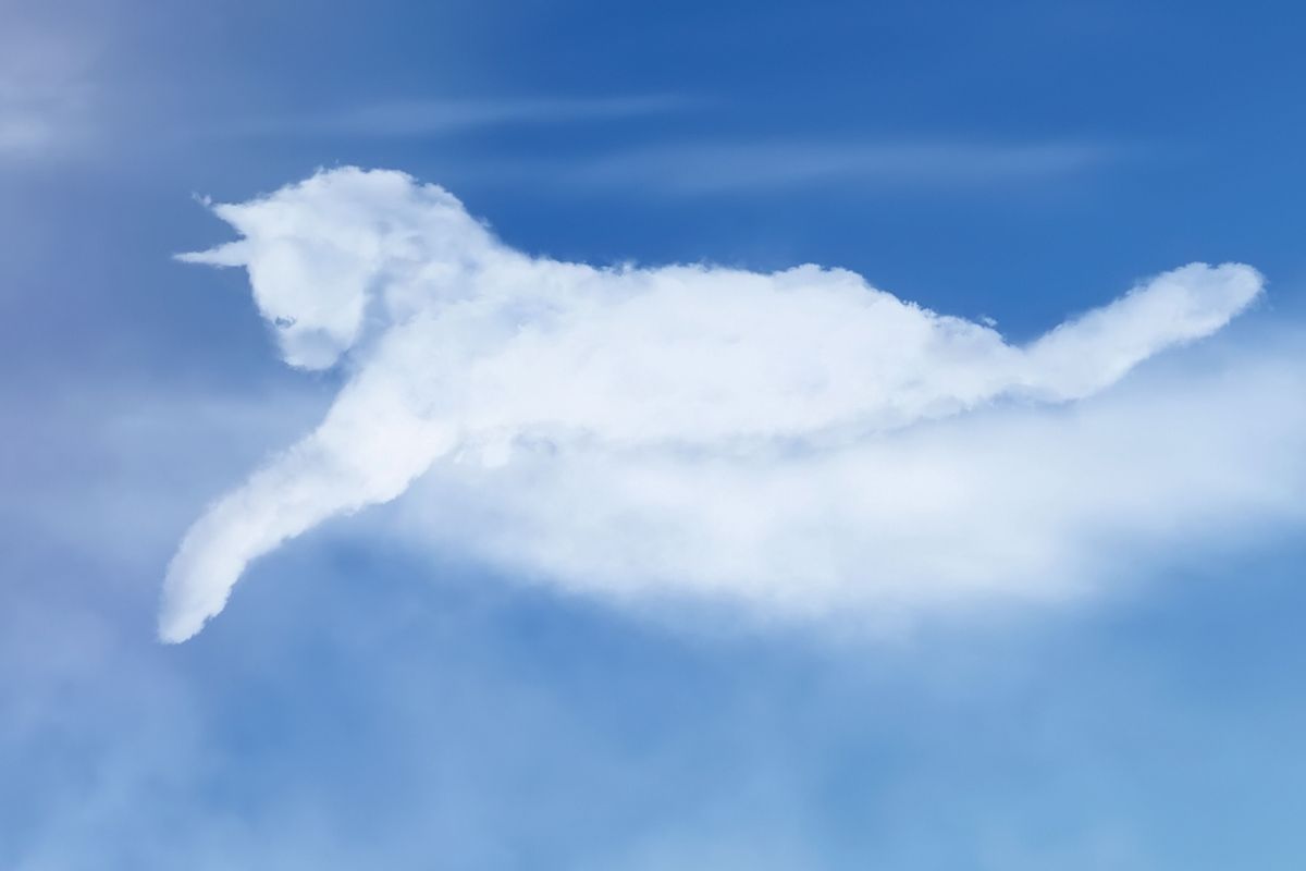 cica elvesztése után az állat mennyországban