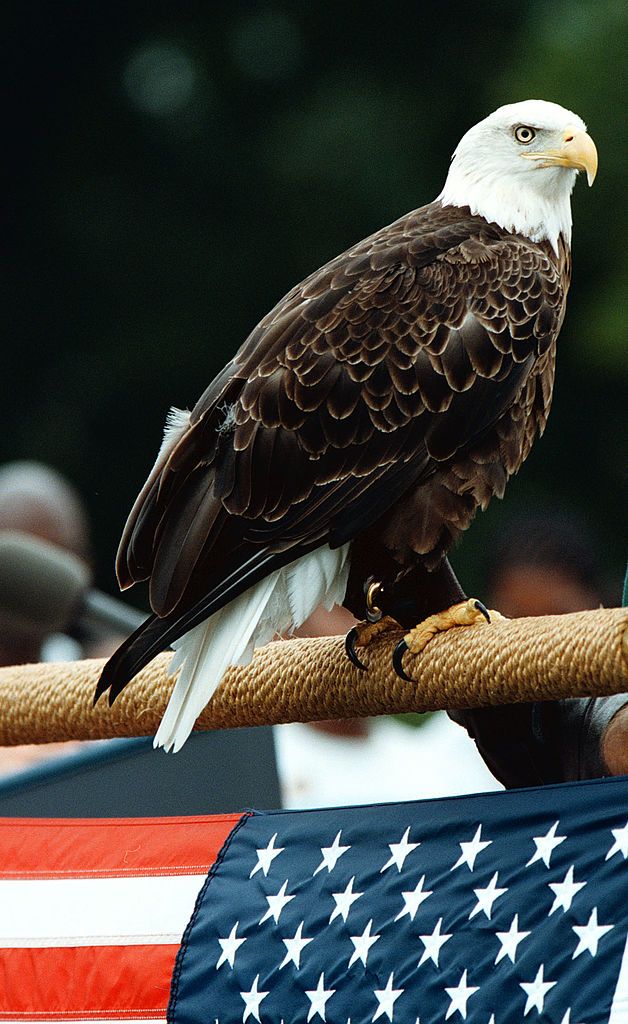 Challenger, a10 year-old male bald eagle sits on a pole during an event with president Clinton celebrating the success of the Endangered Species Act by announcing action to remove the American bald eagle from the endangered species list during an event on the South Lawn of the White House, Friday, July 2, 1999. (photo by Georges De Keerle/Newsmakers
