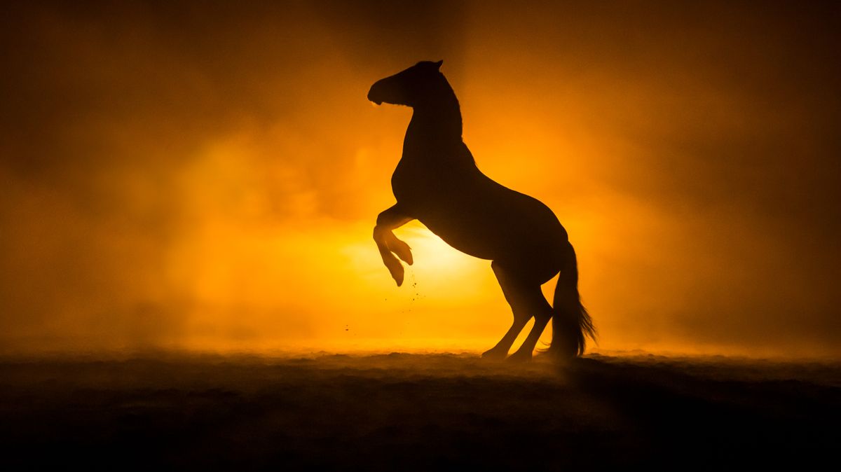 A Vörös Tűz Ló éve: 2026  fényt, erőt és önbizalmat hoz