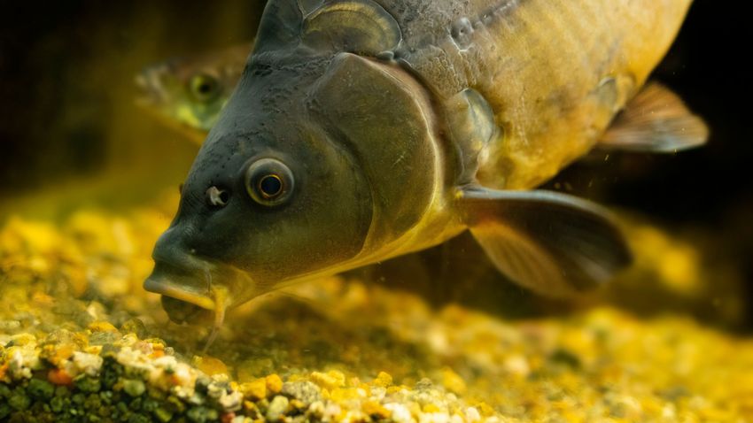 Kvíz kérdést ábrázoló kép.