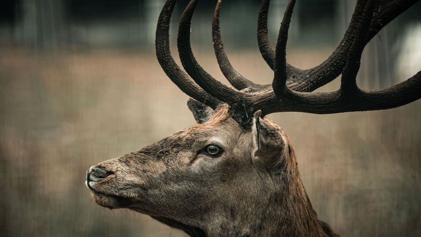 Kvíz kérdést ábrázoló kép.