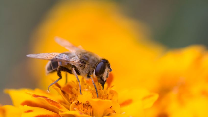 Kvíz kérdést ábrázoló kép.