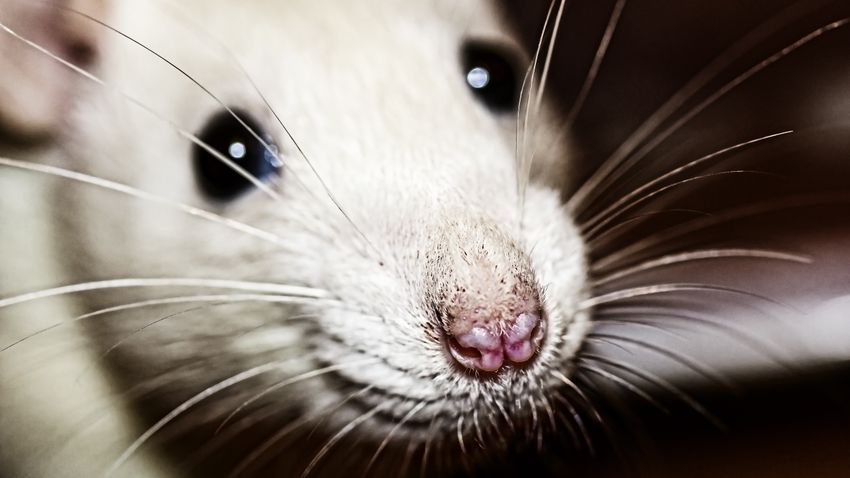 Kvíz kérdést ábrázoló kép.