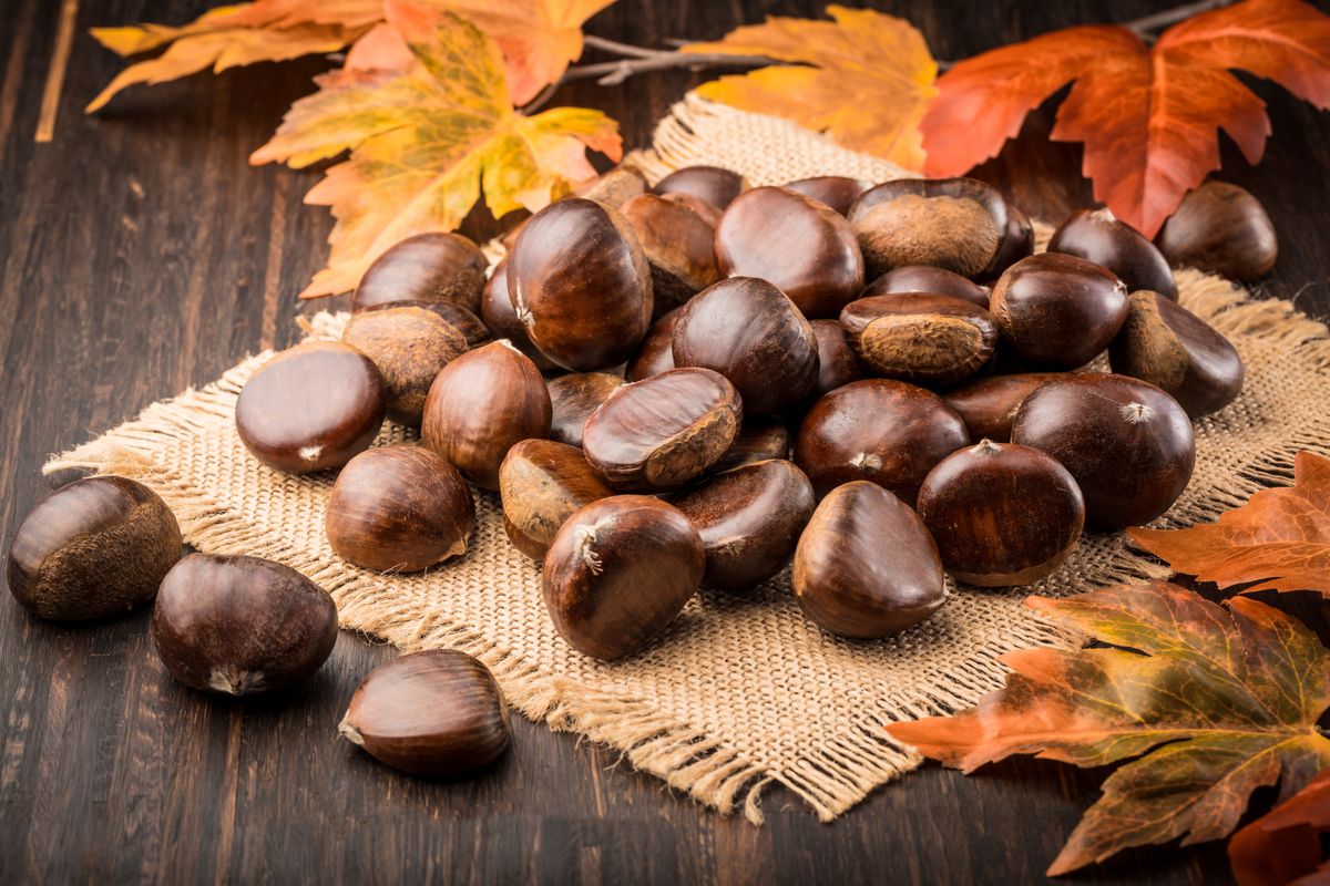 Gesztenye téli hangulatú fotón