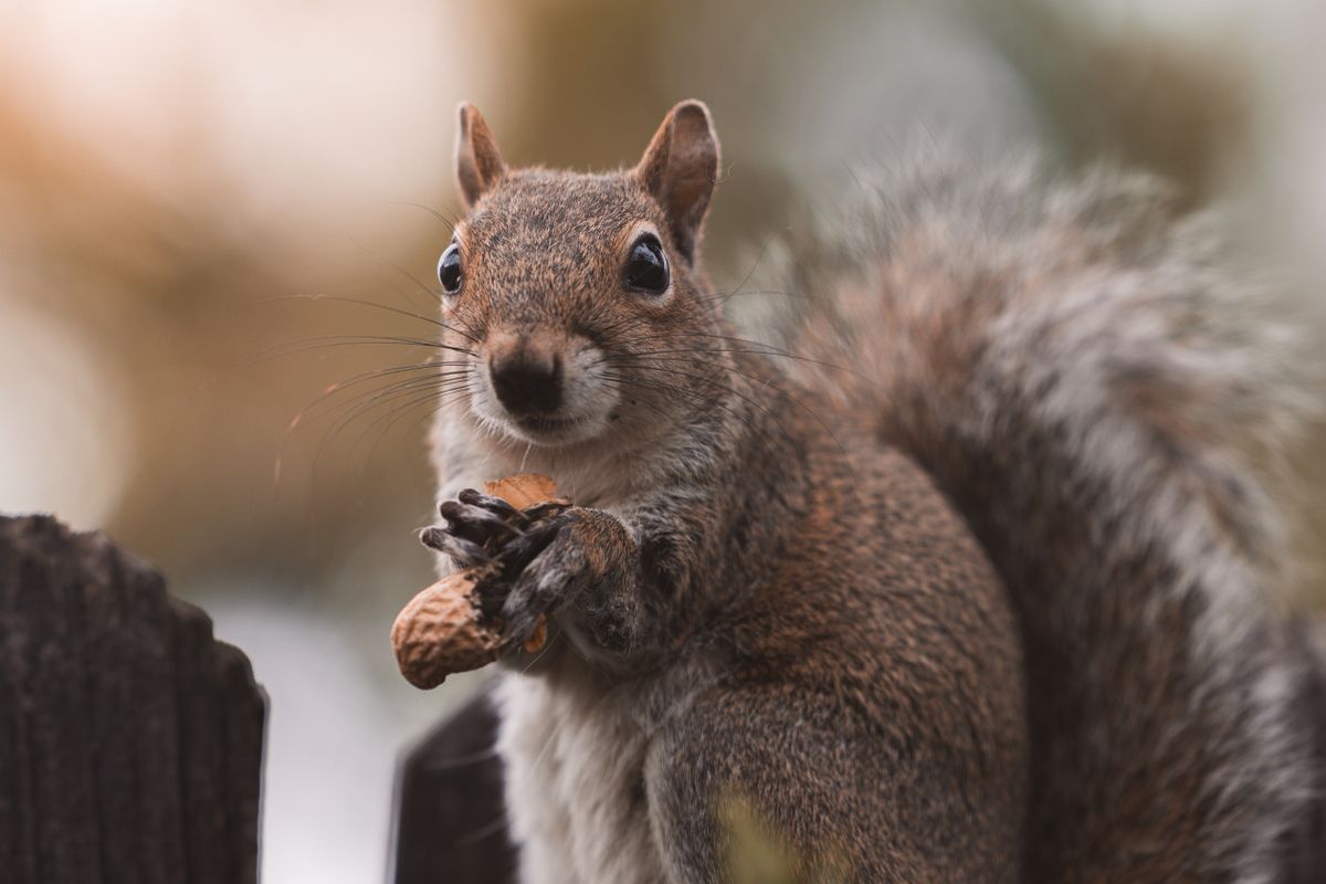 A mókusdiéta az új trend!