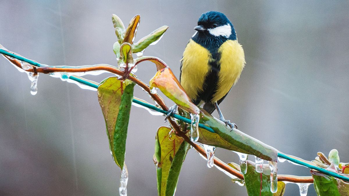 Nem viccel az időjárás a héten, ónos eső is jöhet
