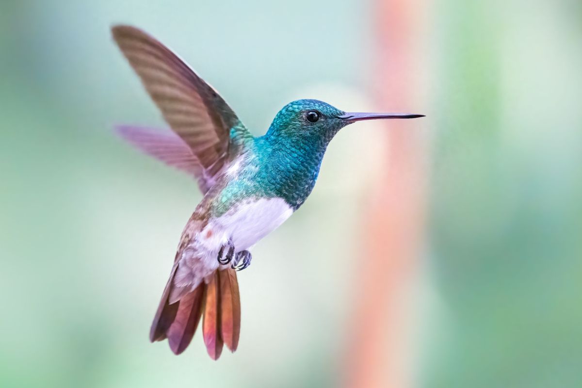 A Kolibri jegyében születettekre (09. 23. - 10. 22.) karácsonykor rátalál a szerelem az inka madárhoroszkóp szerint. A close-up shot of a cute Snowy-bellied hummingbird flying on a blurred background