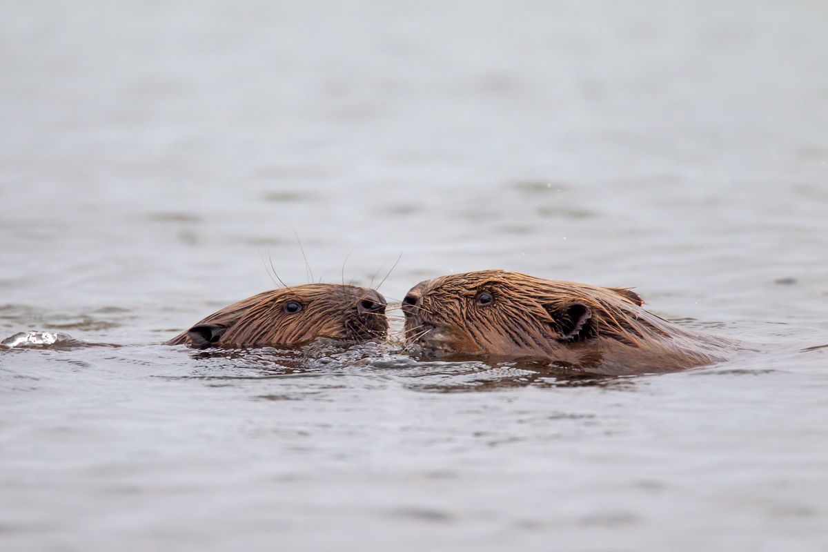 Eurázsiai hódok a vízben kilógó fejjel. 