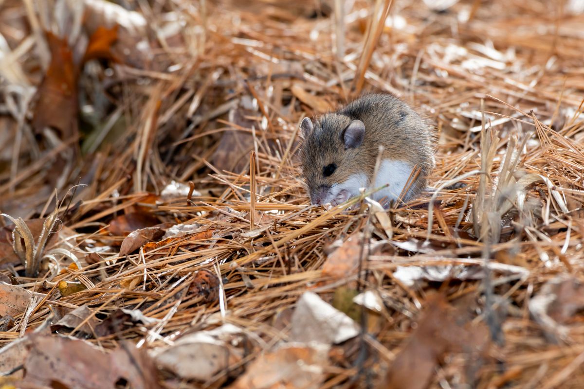 A kaliforniai ugróegér a leghűségesebb élőlények között az első és az avarban, levelek között keresgél.