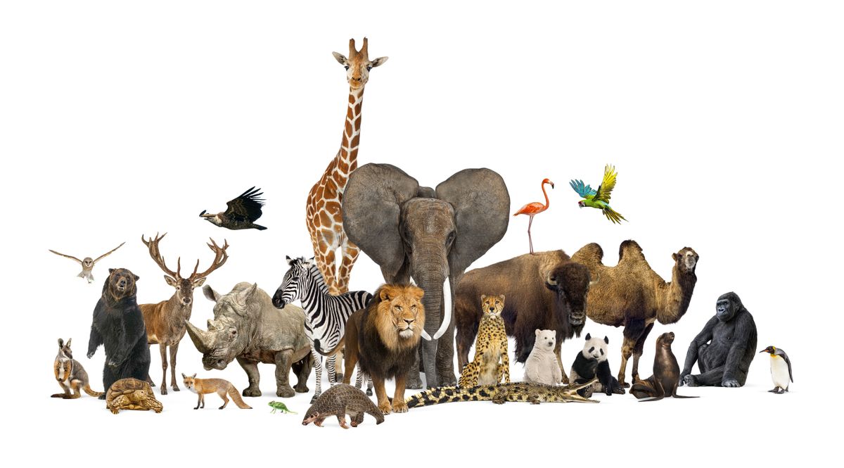 Áruld el, melyik a kedvenc állatod és megmondjuk, ki vagy!