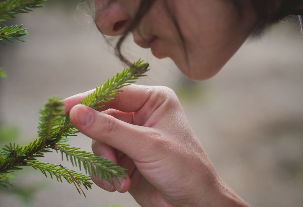 Illatotszagoló nő fenyőággal.