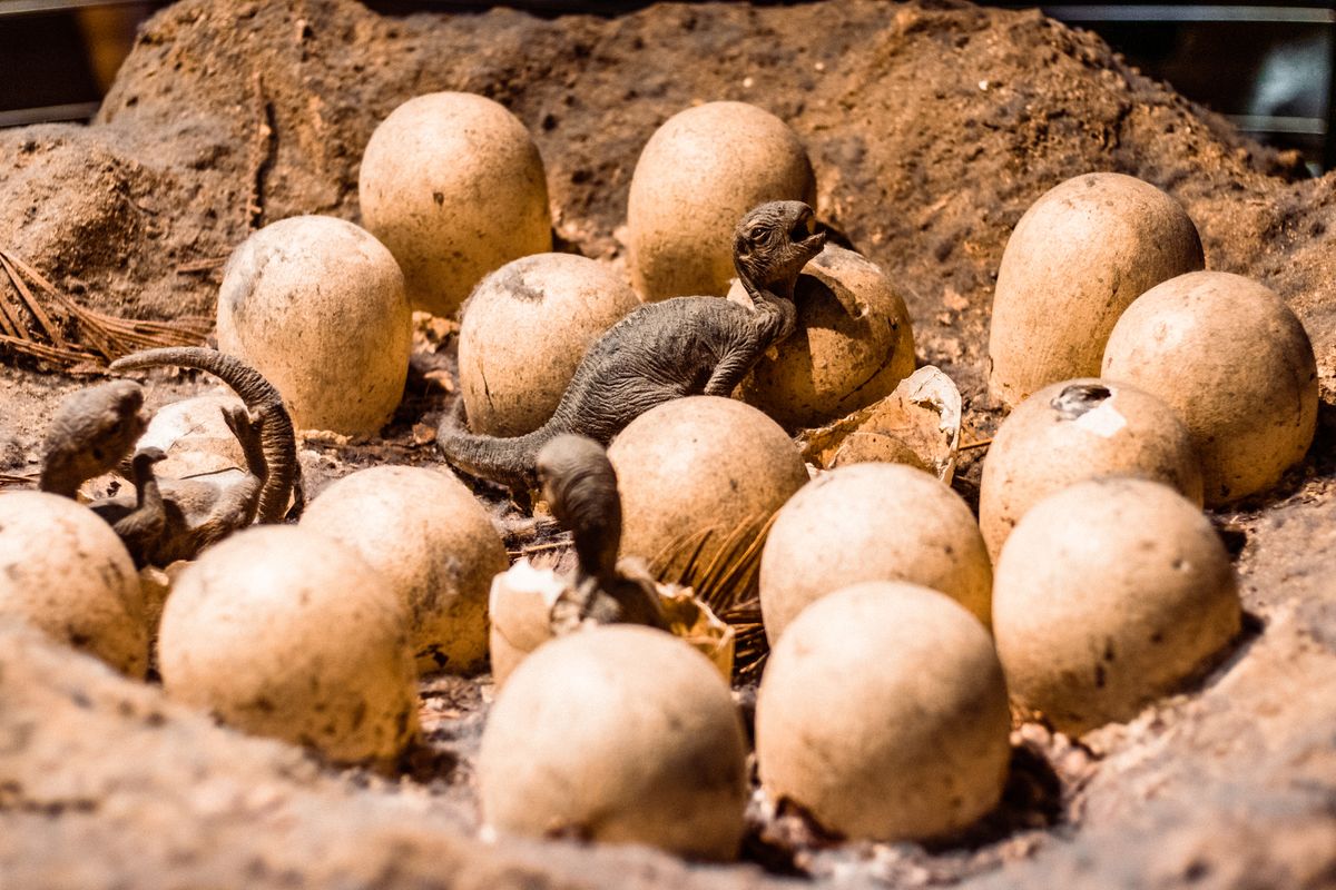 dinoszaurusz fészek