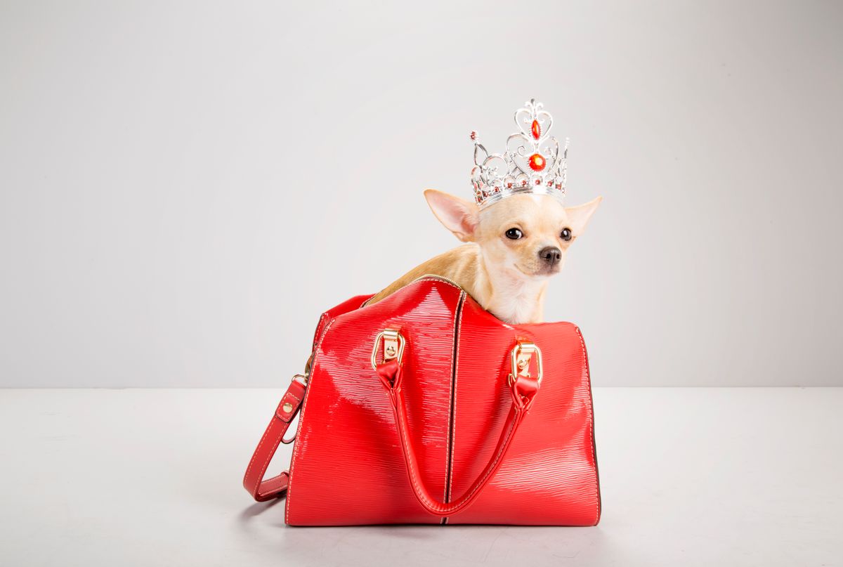 chihuahua inside red hand bag, wearing tiara, studio shot, looking to camera, humor, feminine
