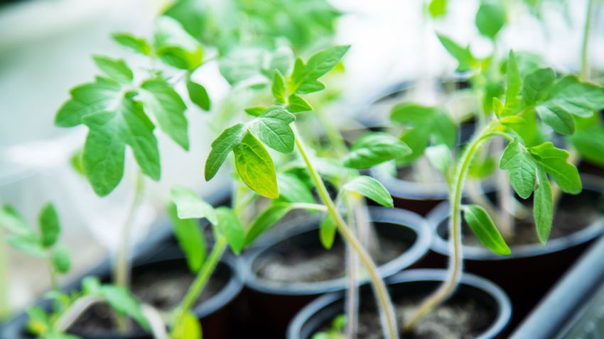 Kvíz kérdést ábrázoló kép.