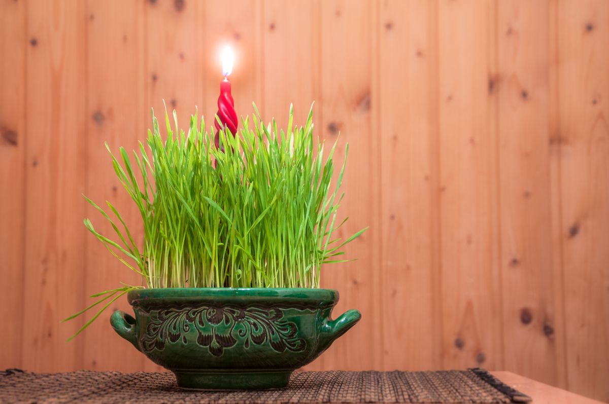 A Luca-napi kikelt búzával az adventi oltárt díszítették.