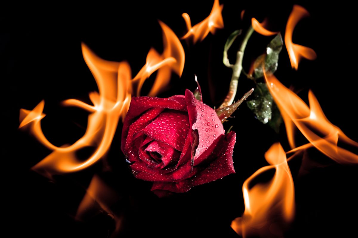 Valentine photo of a burning red rose on fire