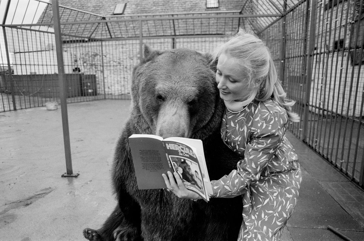 Hercules The Grizzly Bear, with owner Maggie Robin, who has recently written a book about him, titled, Hercules The Bear, pictured 2nd December 1981. (Photo by Randolph Caughie/Mirrorpix/Getty Images)