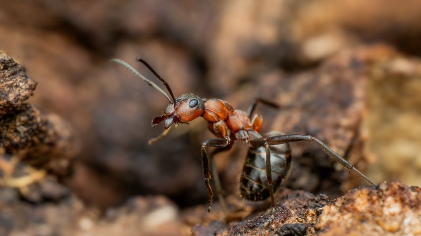 Kvíz kérdést ábrázoló kép.