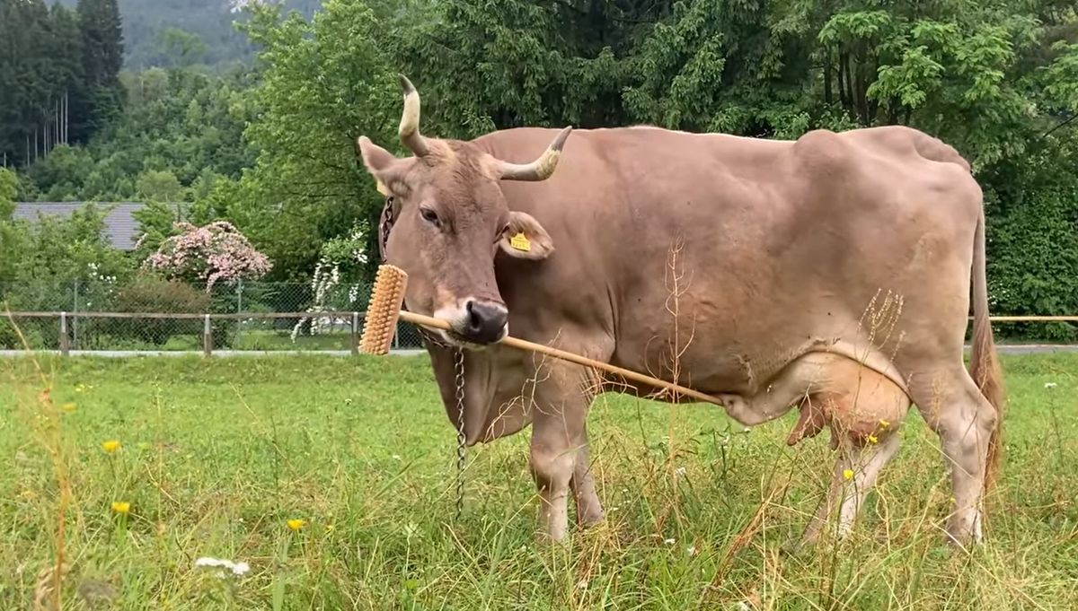 intelligens állat - Veronika az eszközhasználó tehén
